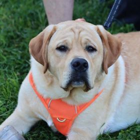 The Pets of Junior Olympic Softball